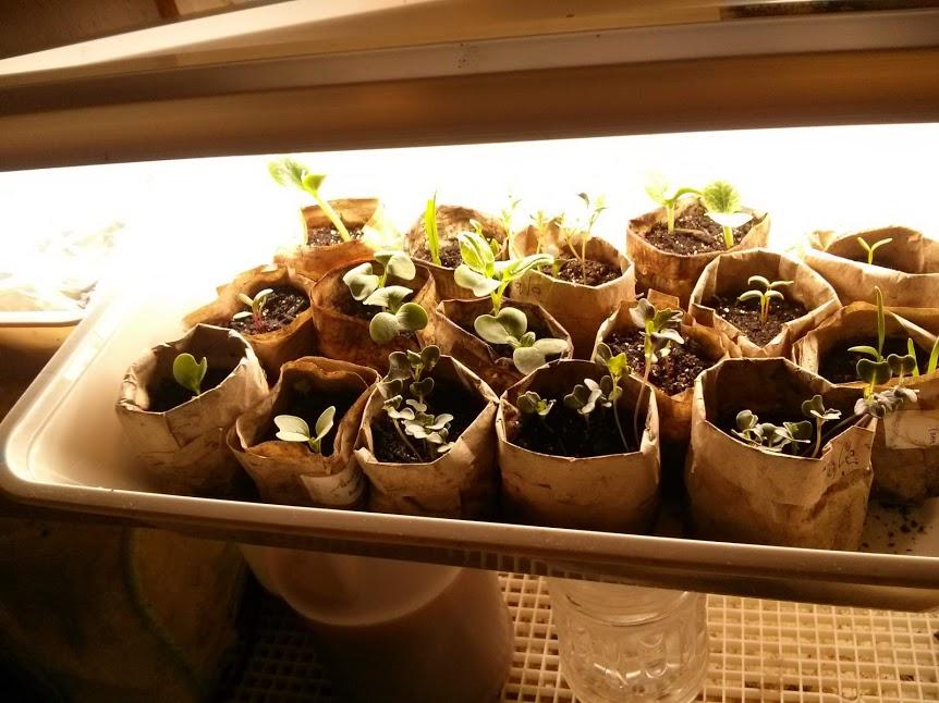 Paper Pots - image 1 - student project