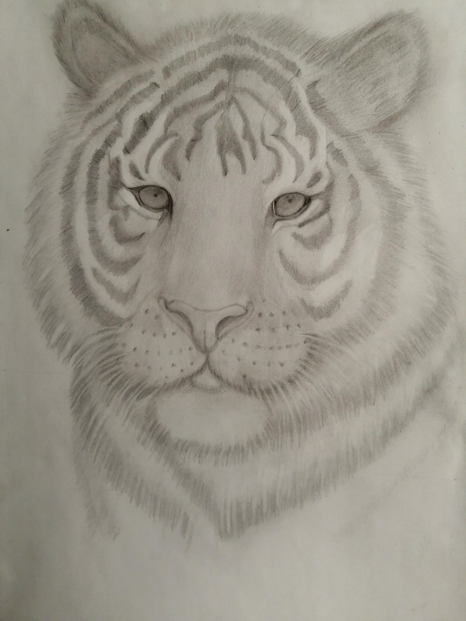 Tiger - image 1 - student project