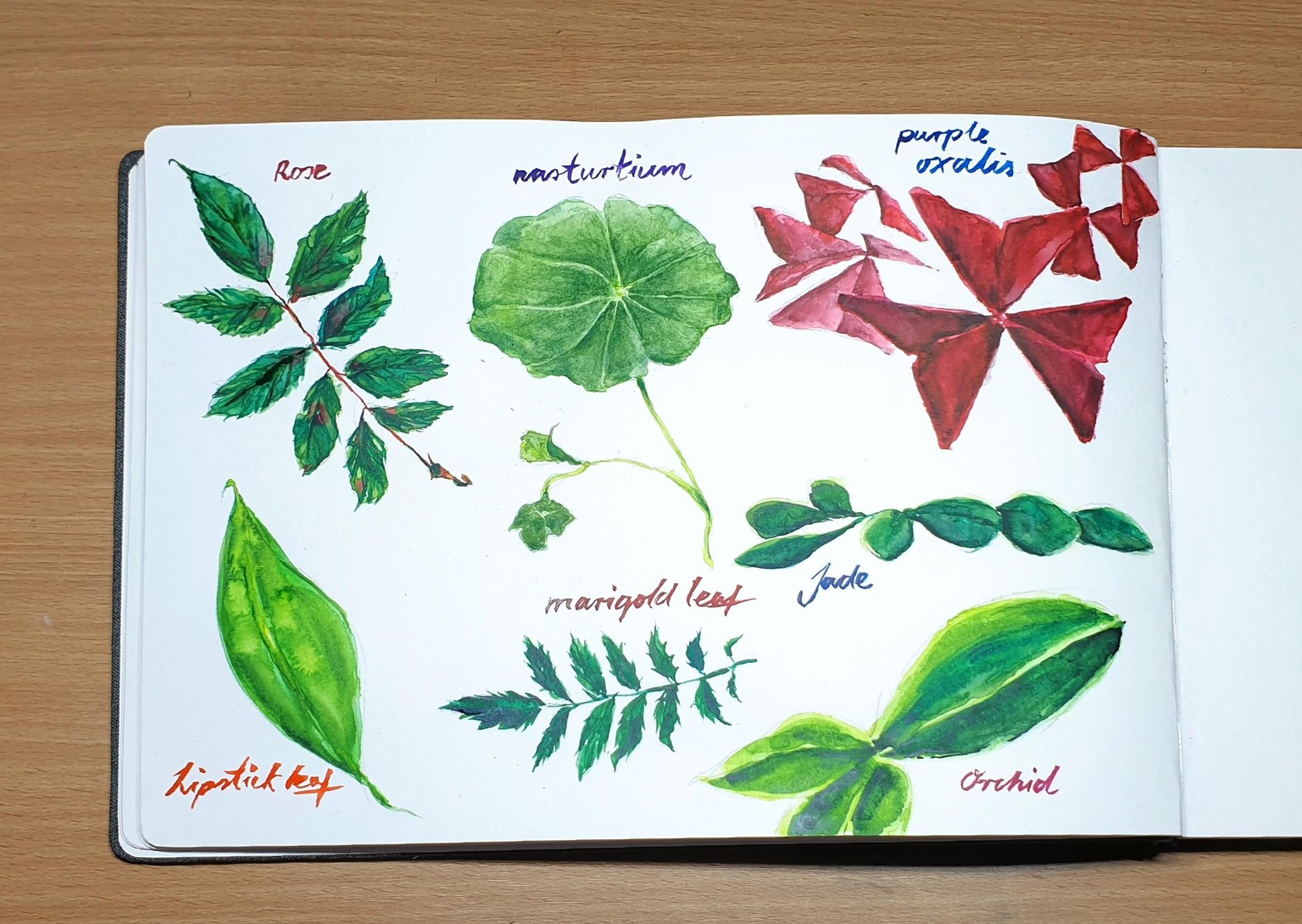 Painting a variety of watercolour leaves - image 1 - student project