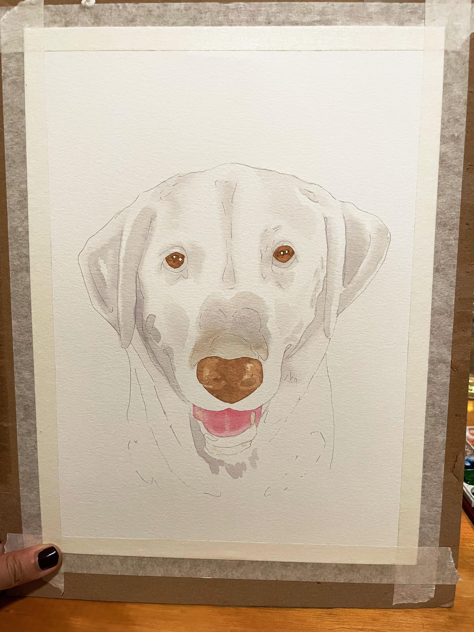 labrador blanco - image 2 - student project