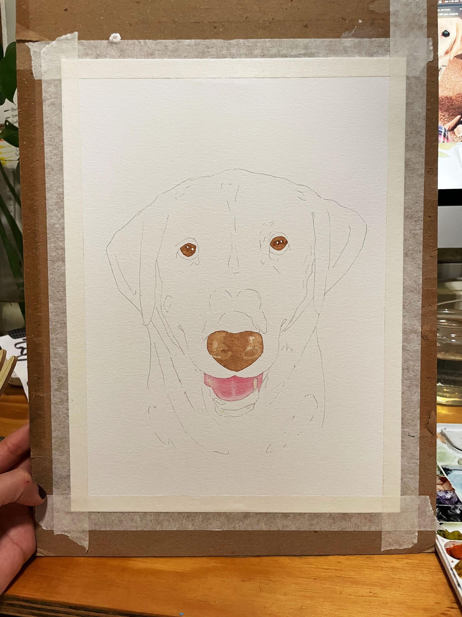 labrador blanco - image 1 - student project