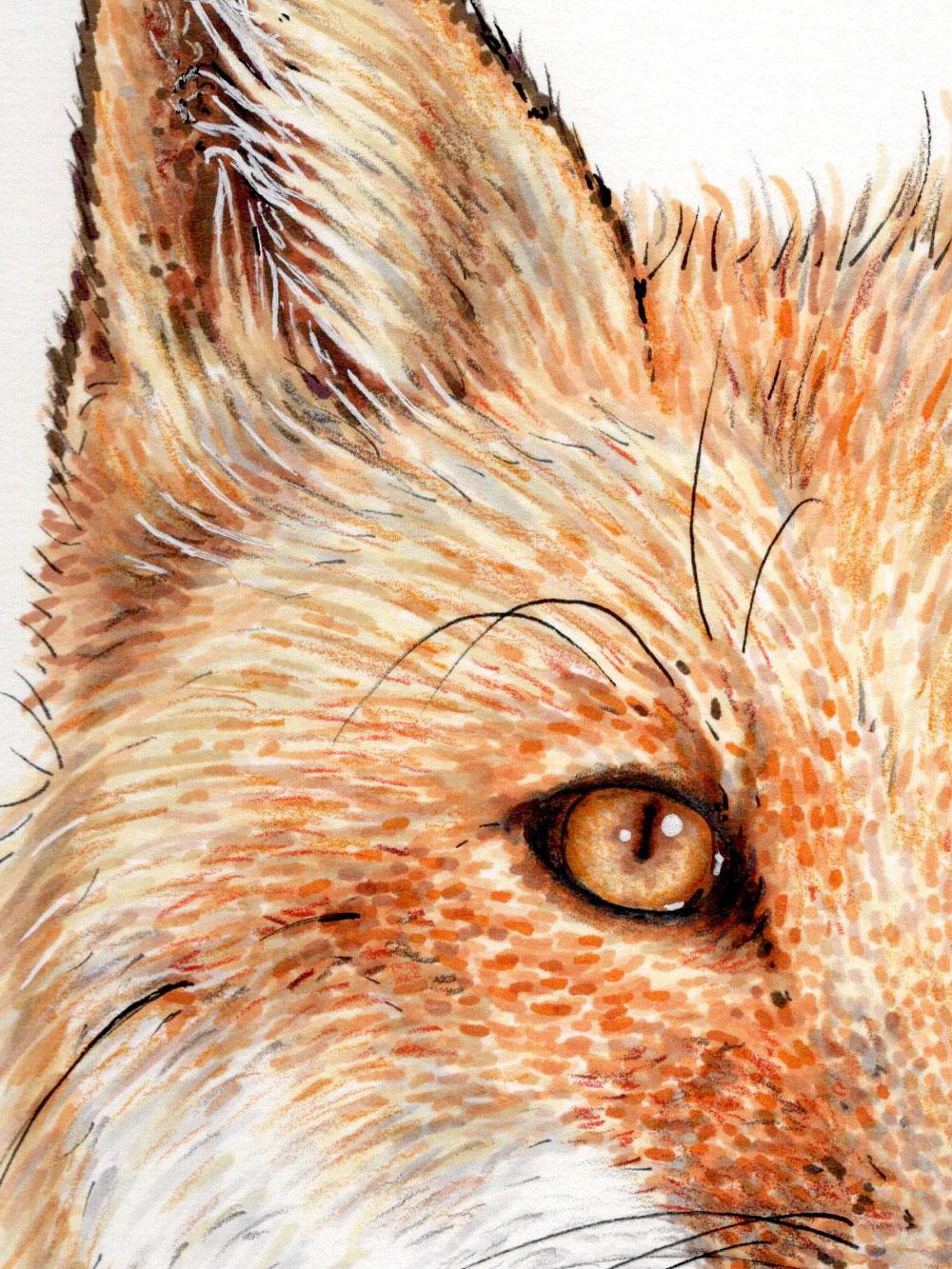 Alcohol Based Markers - The Fox - image 2 - student project