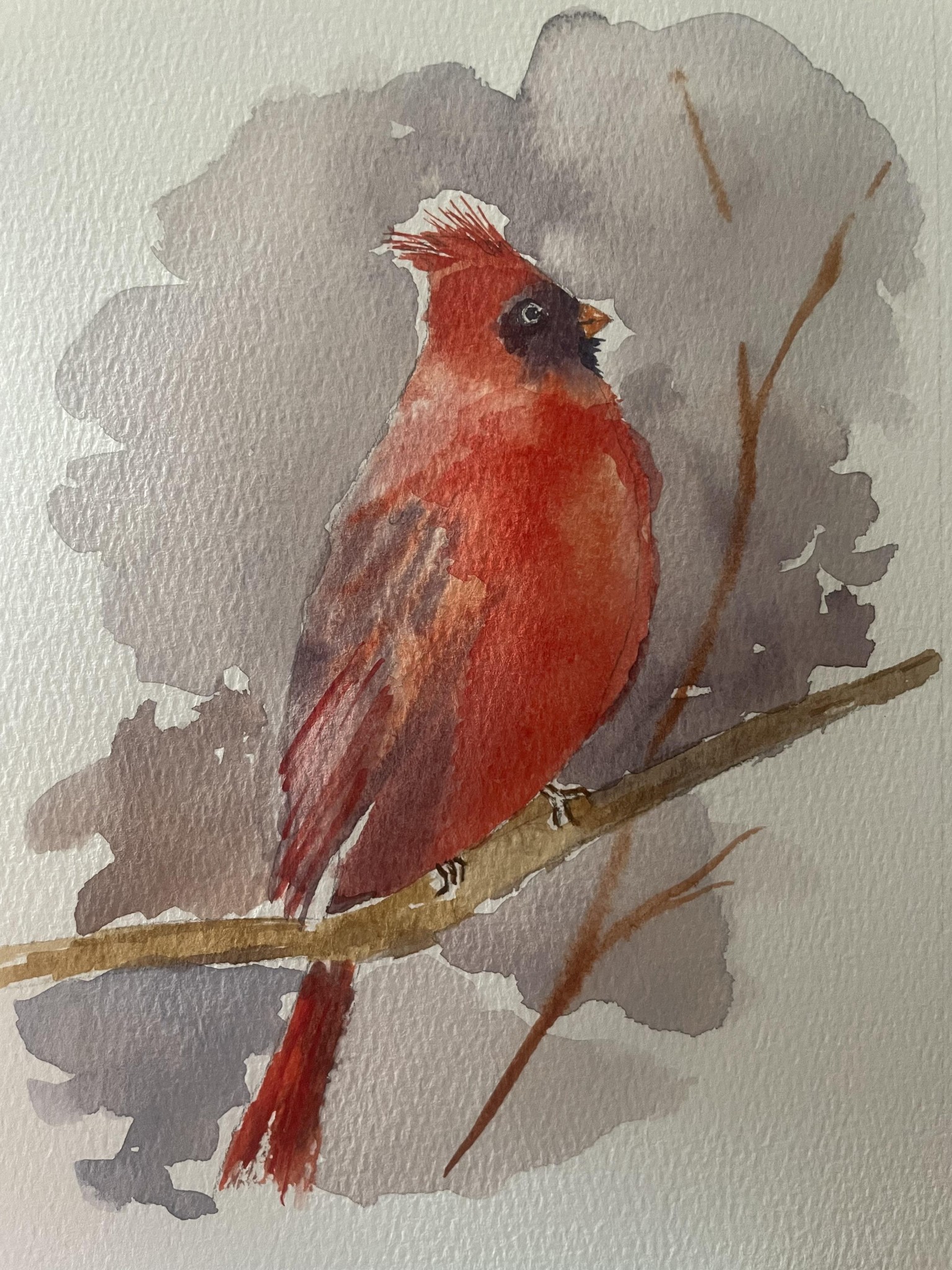 Cardinale bird - image 1 - student project