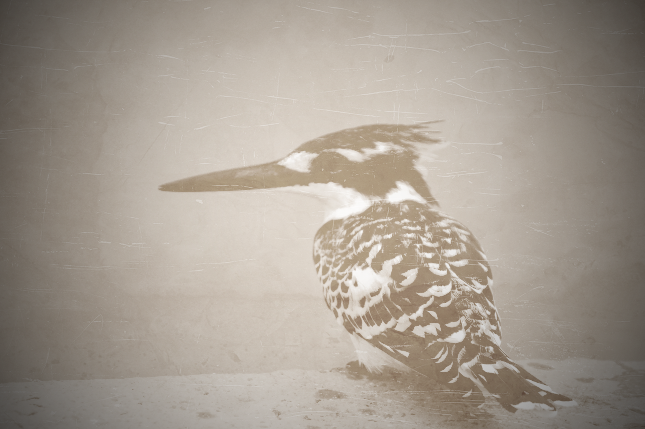 natural world - image 2 - student project