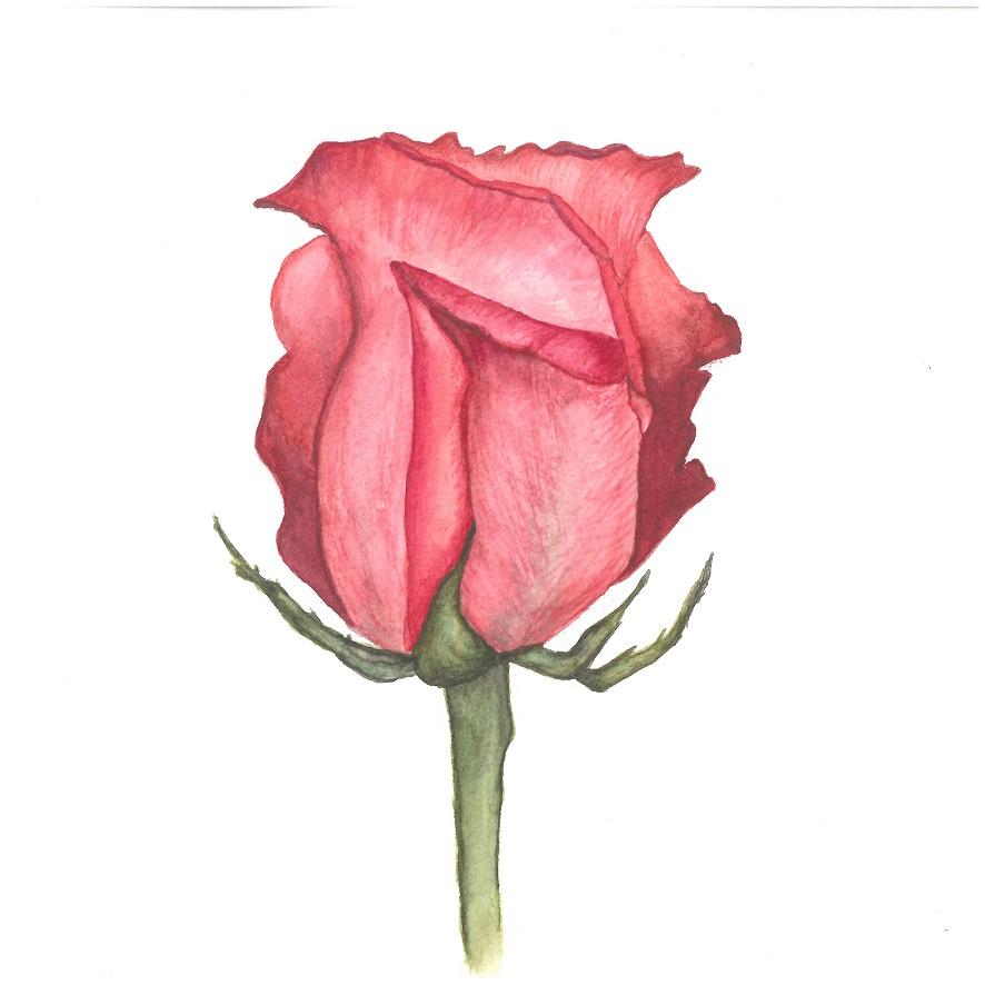 Delicate Roses - image 2 - student project