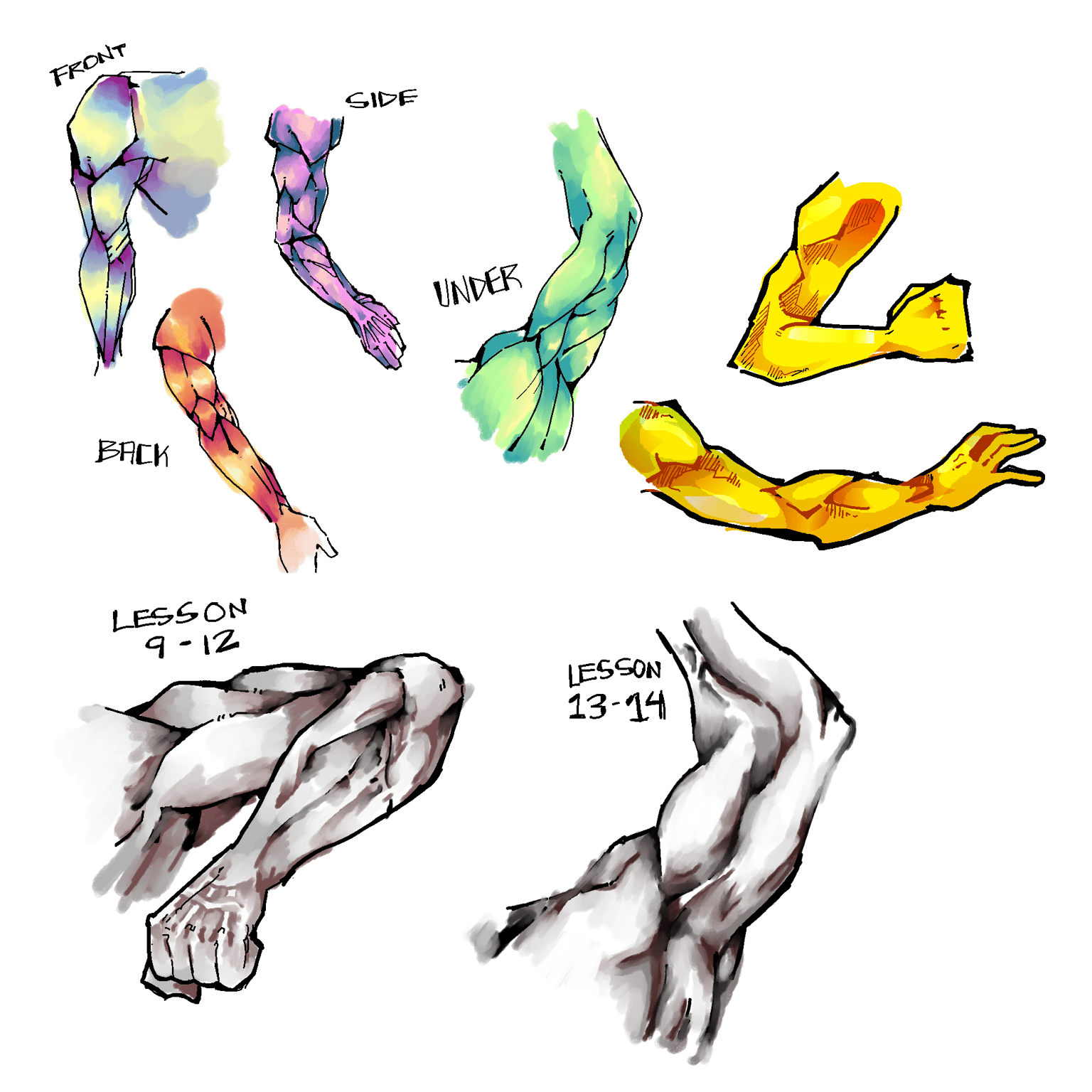 arm muscles - image 1 - student project