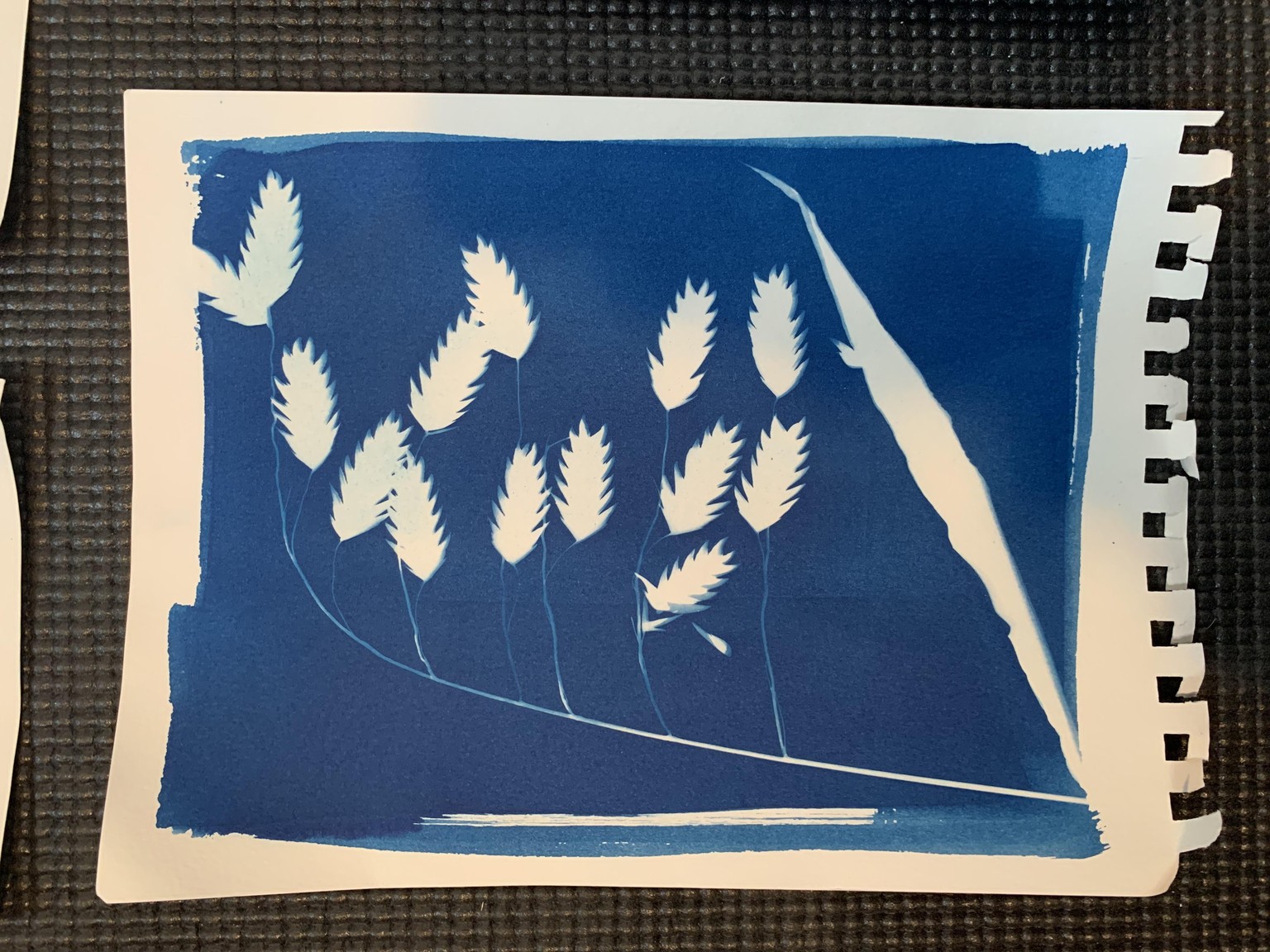 First Cyanotypes - image 2 - student project