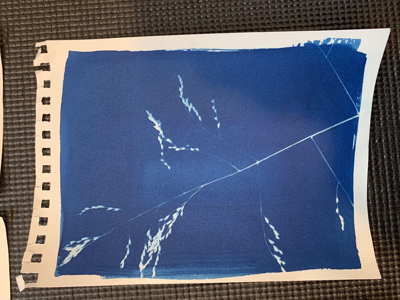 First Cyanotypes - image 3 - student project