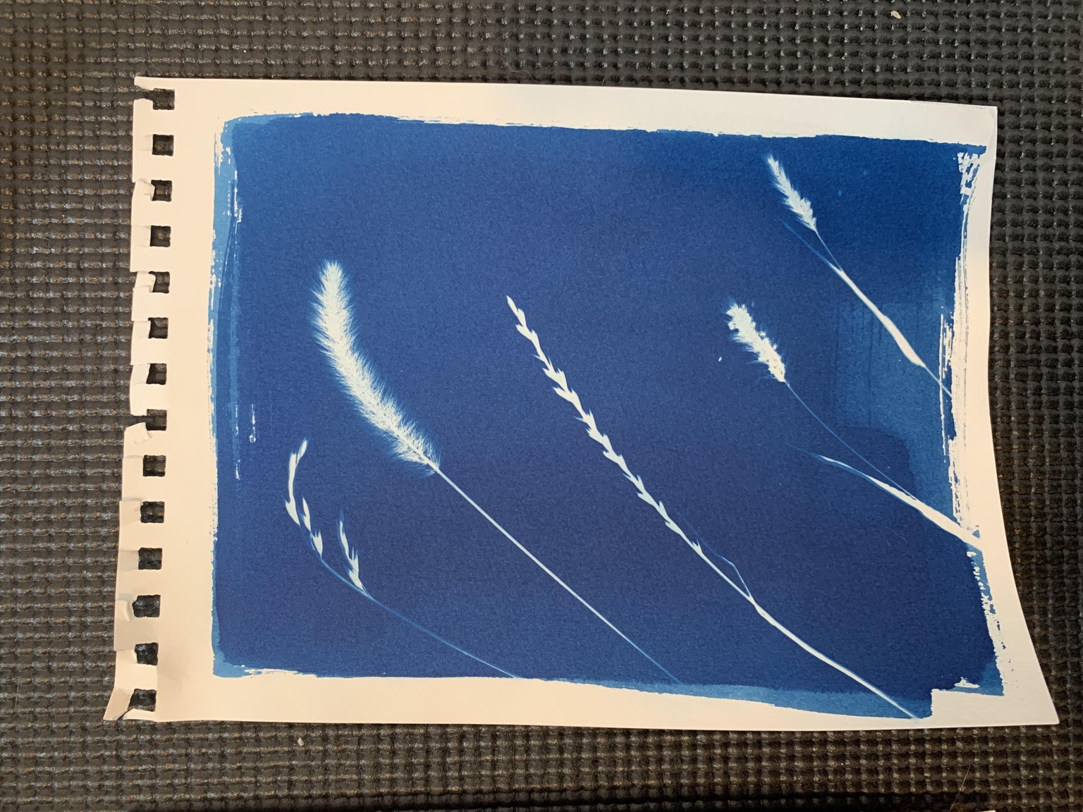 First Cyanotypes - image 1 - student project