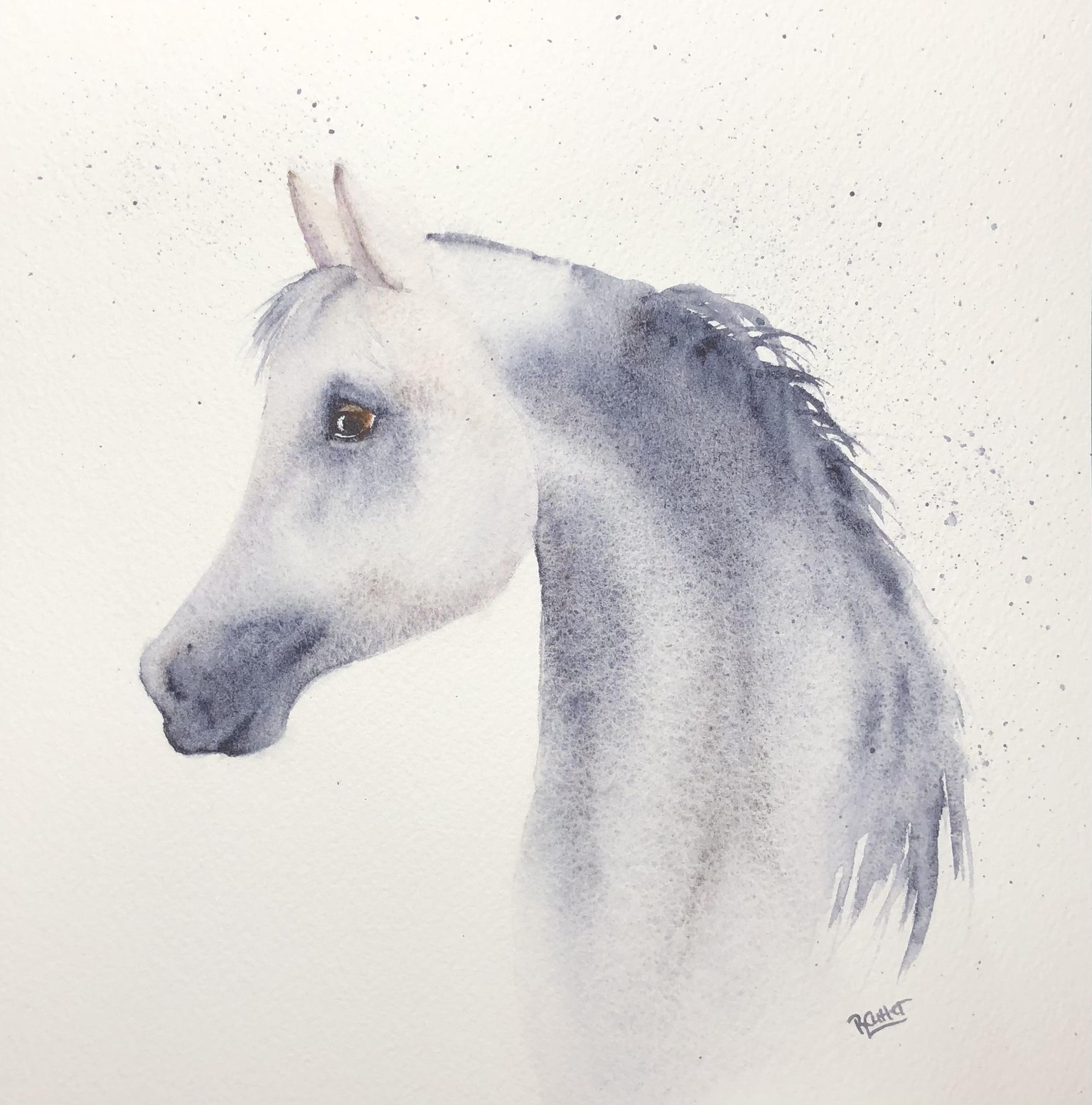 Arabian Horse - image 1 - student project