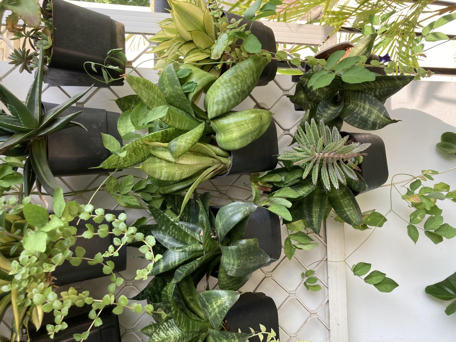 My plants - image 9 - student project