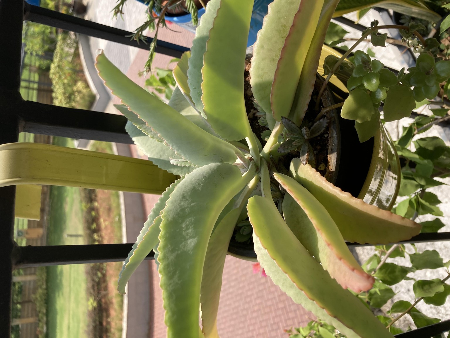 My plants - image 1 - student project