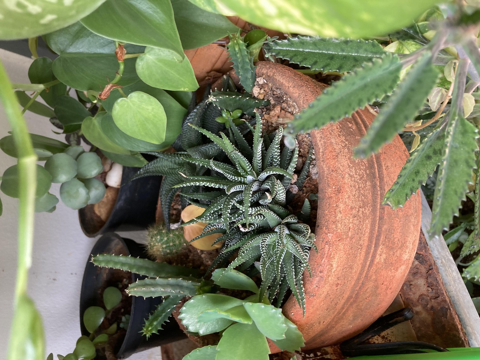 My plants - image 5 - student project