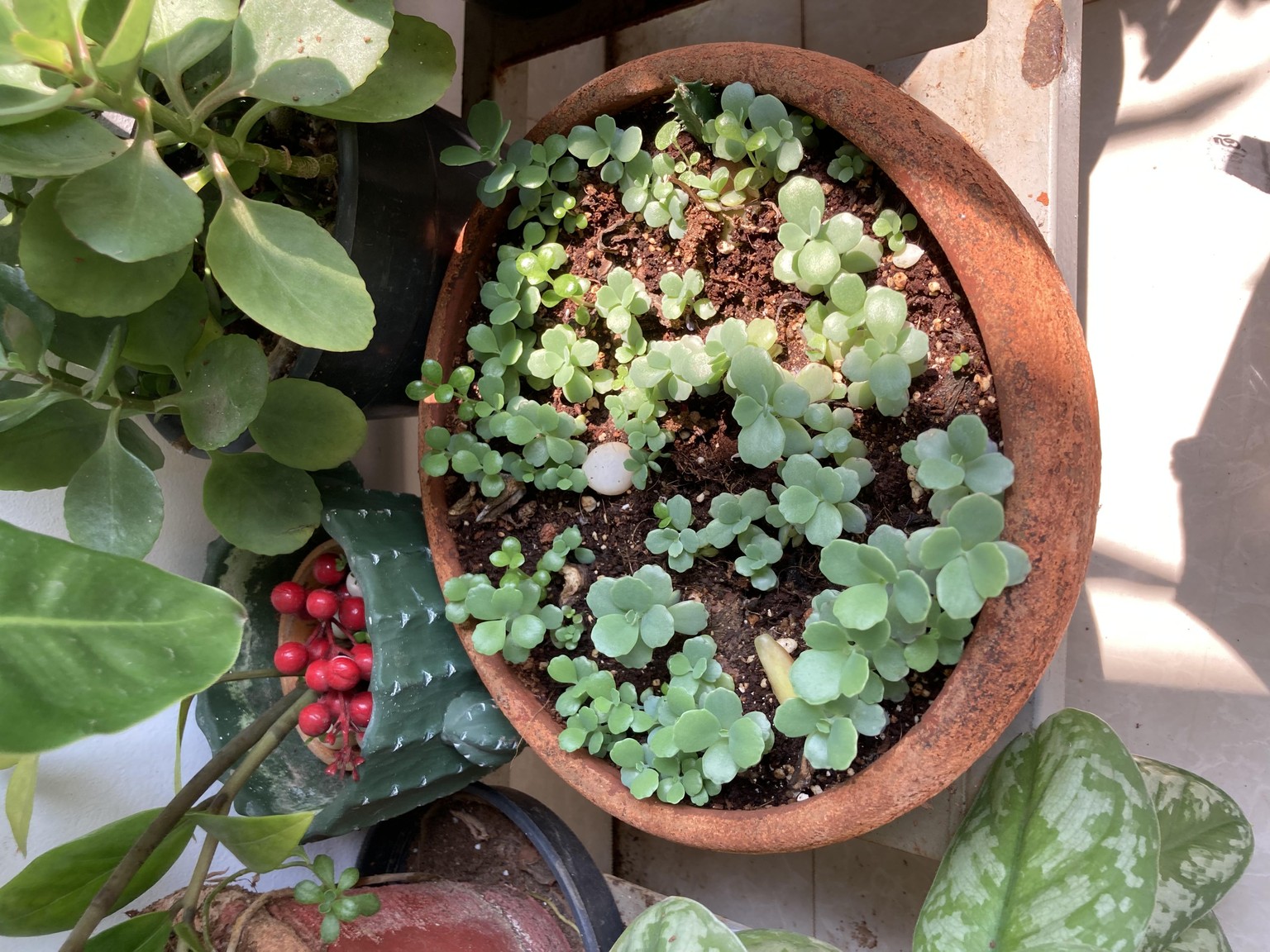 My plants - image 6 - student project