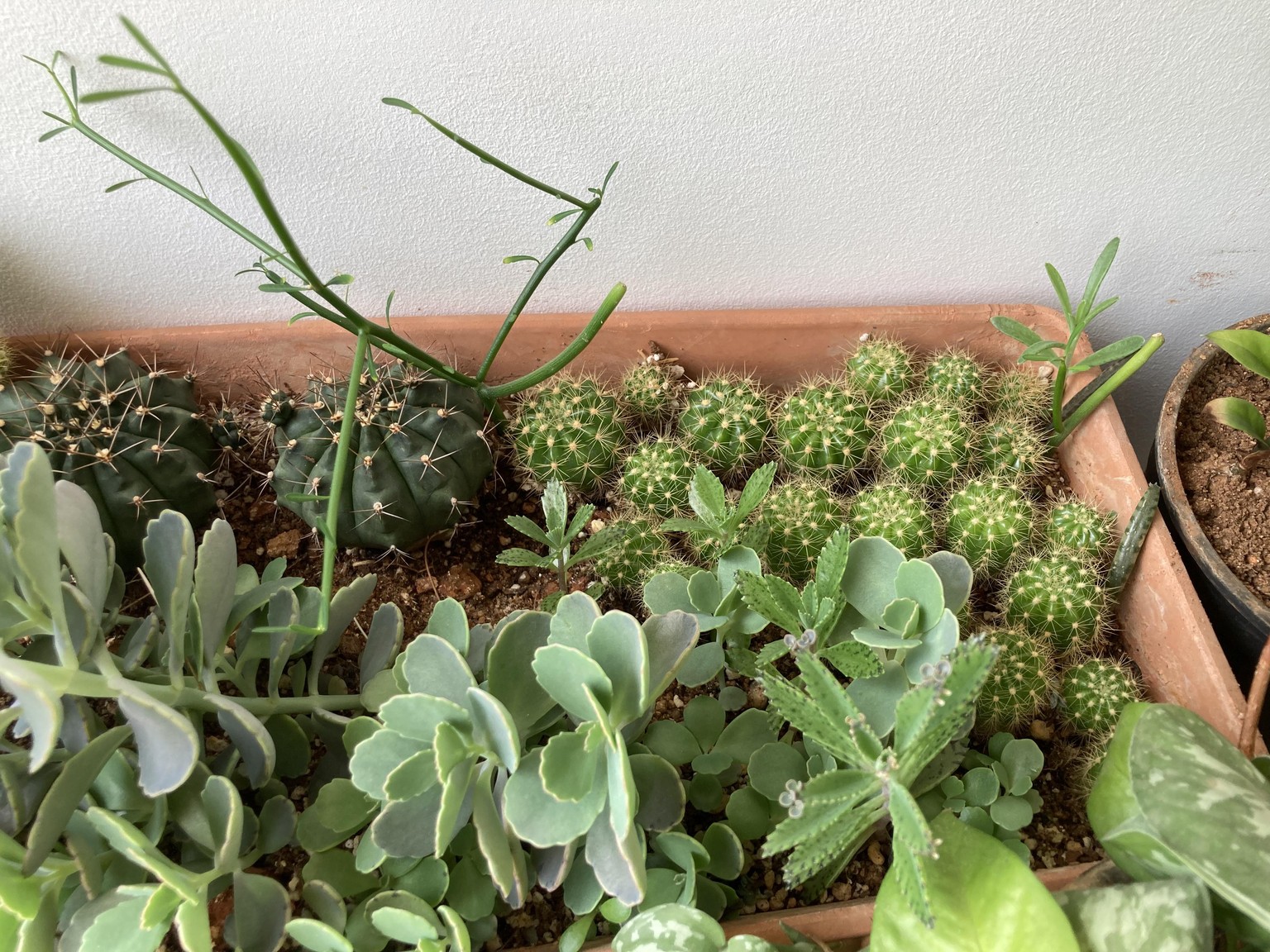 My plants - image 2 - student project