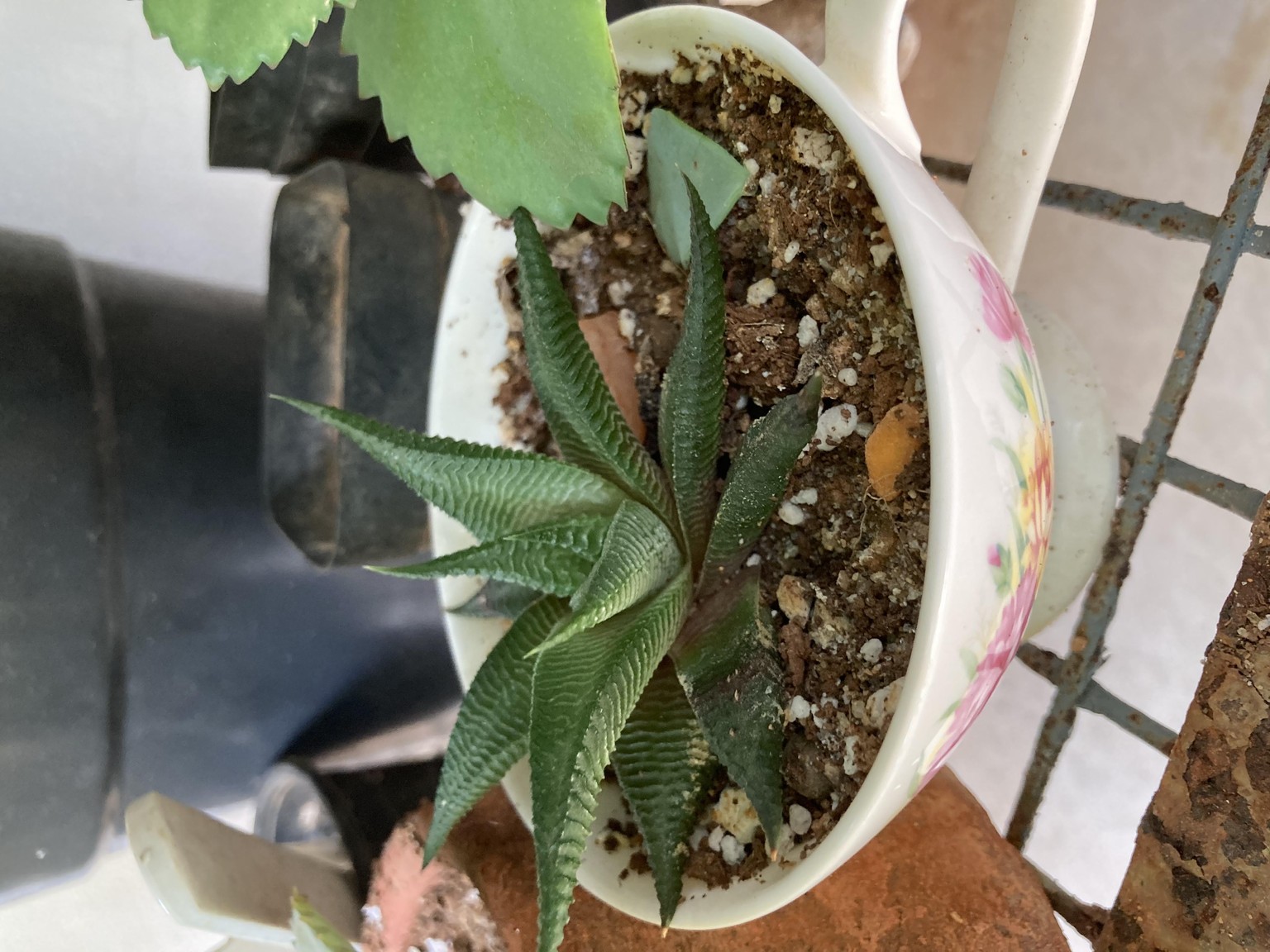 My plants - image 4 - student project