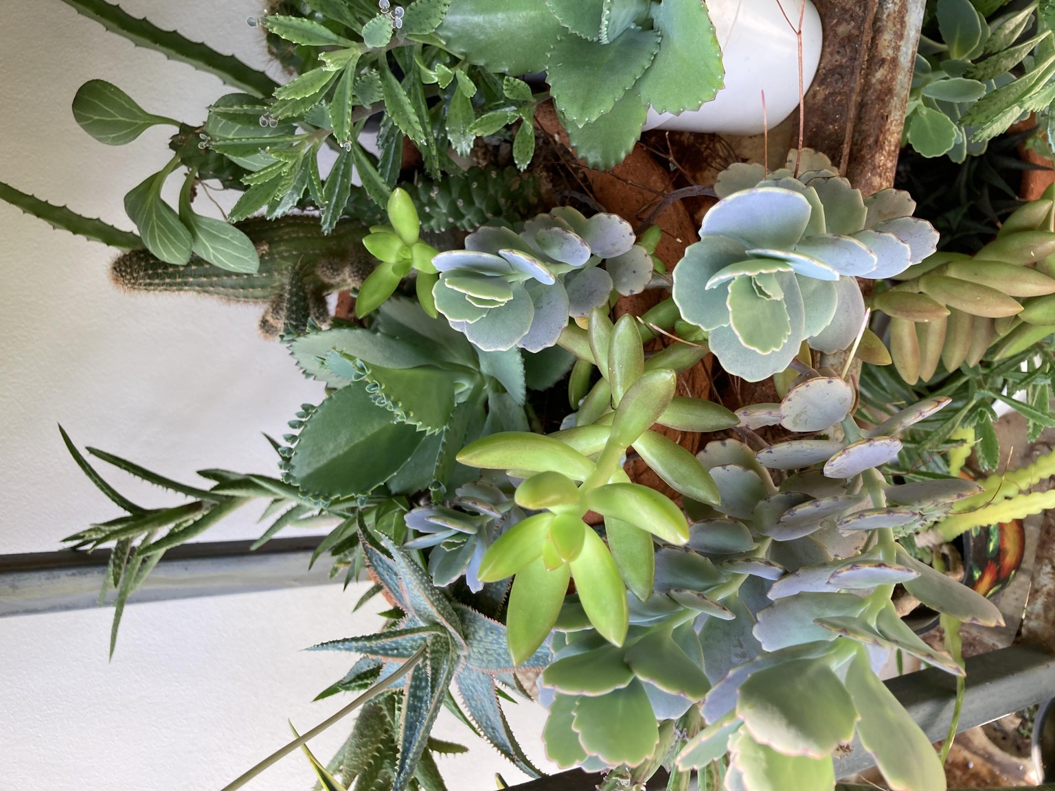 My plants - image 7 - student project