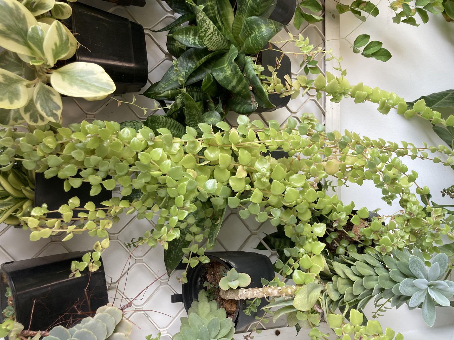 My plants - image 8 - student project