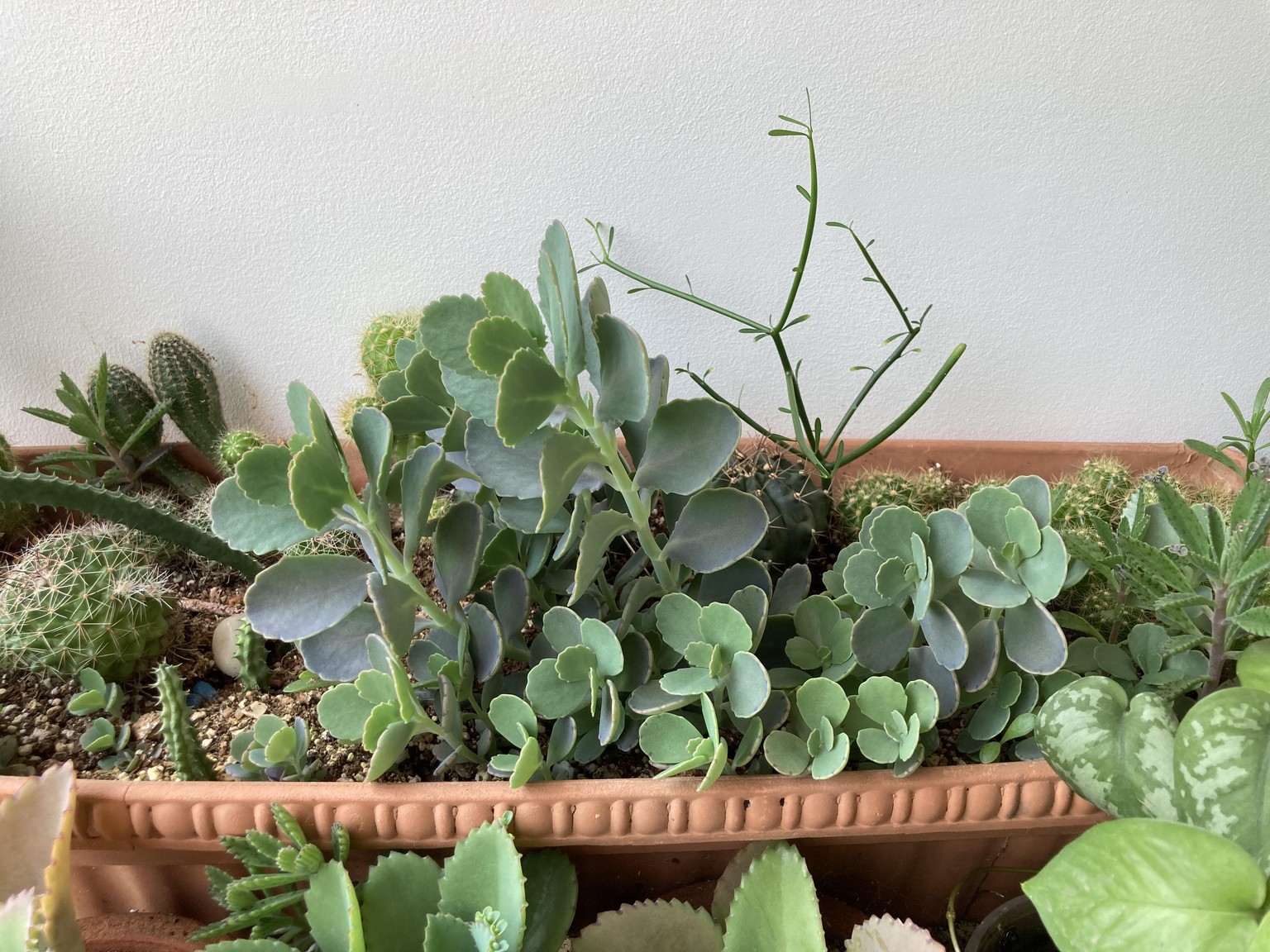 My plants - image 3 - student project