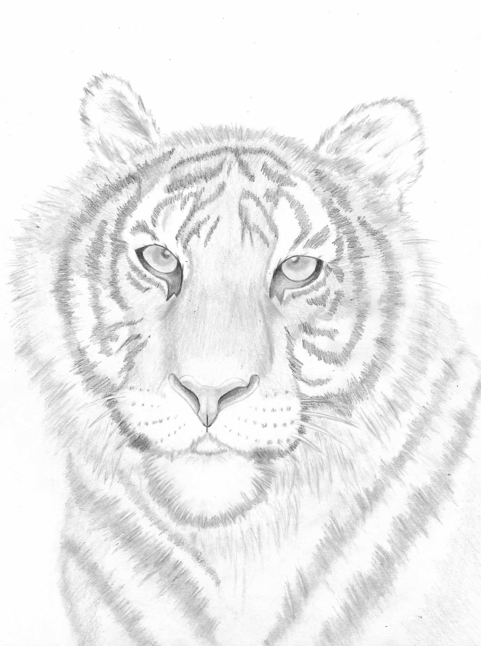 Tiger, Dog's Snout and Dog's Eye - image 1 - student project