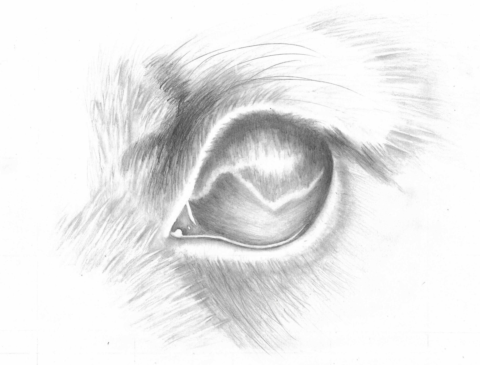 Tiger, Dog's Snout and Dog's Eye - image 3 - student project
