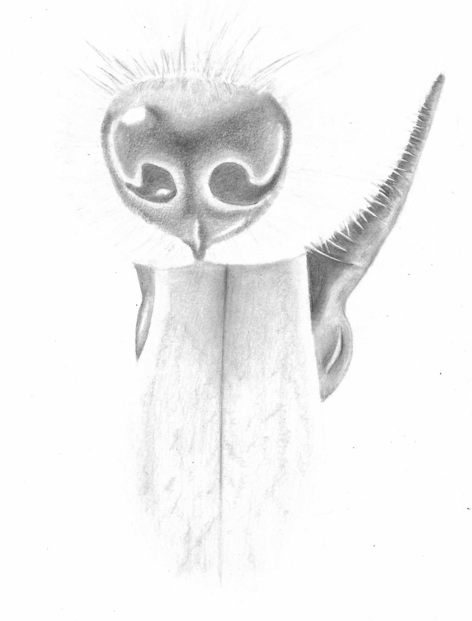 Tiger, Dog's Snout and Dog's Eye - image 2 - student project
