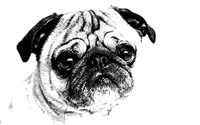 Pack of Pug Postcards - image 1 - student project