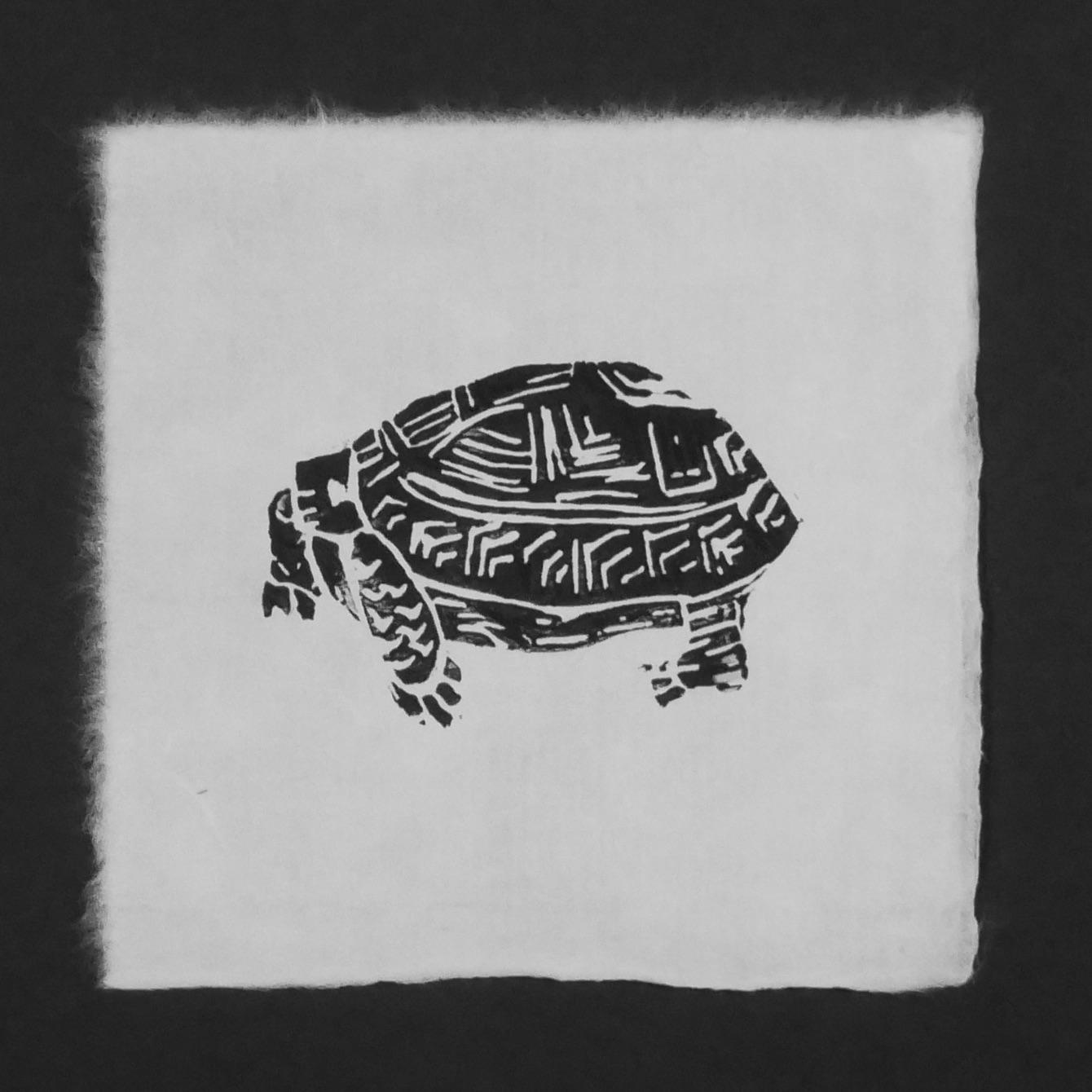 Tortilla the Tortoise - image 2 - student project
