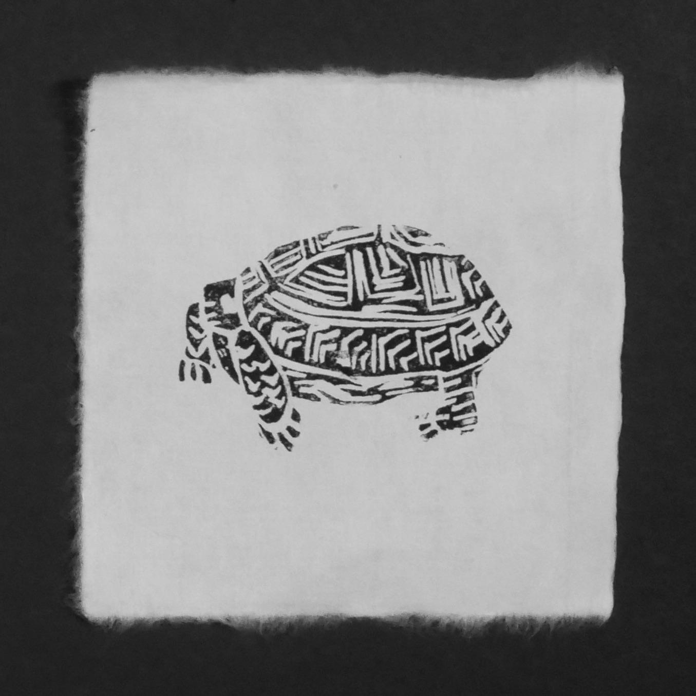 Tortilla the Tortoise - image 3 - student project