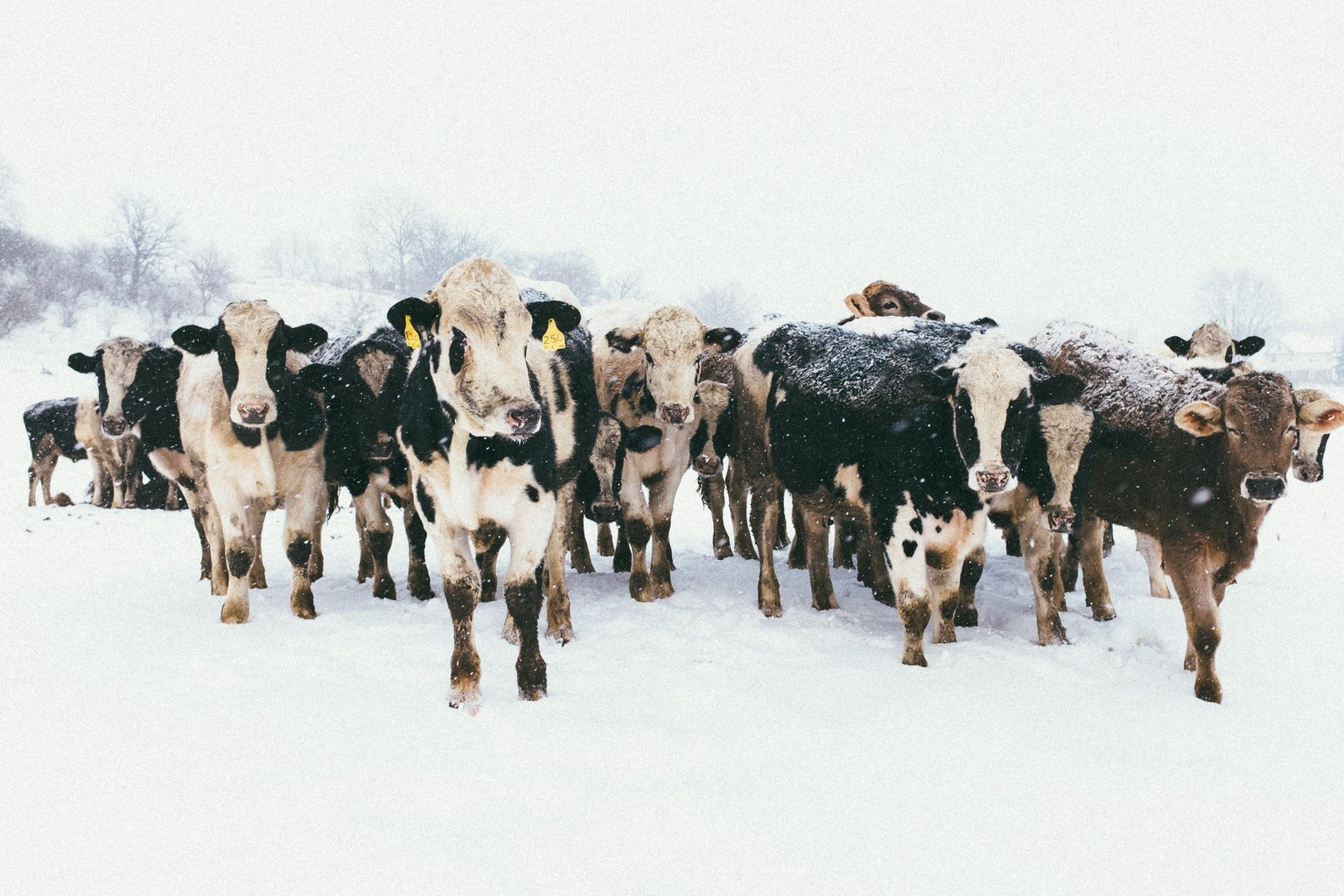 Driftless Wisconsin Blizzard - image 2 - student project