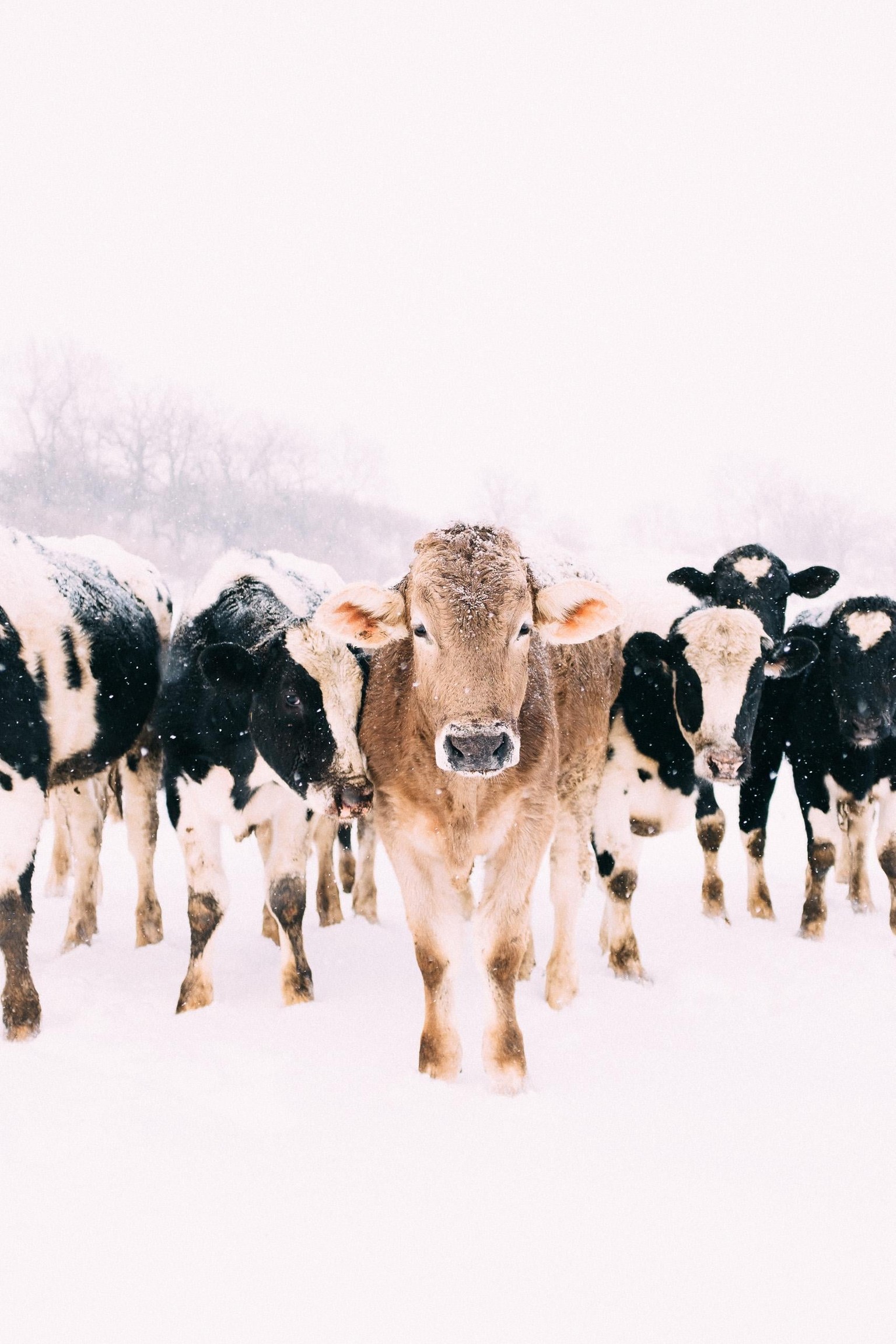 Driftless Wisconsin Blizzard - image 3 - student project
