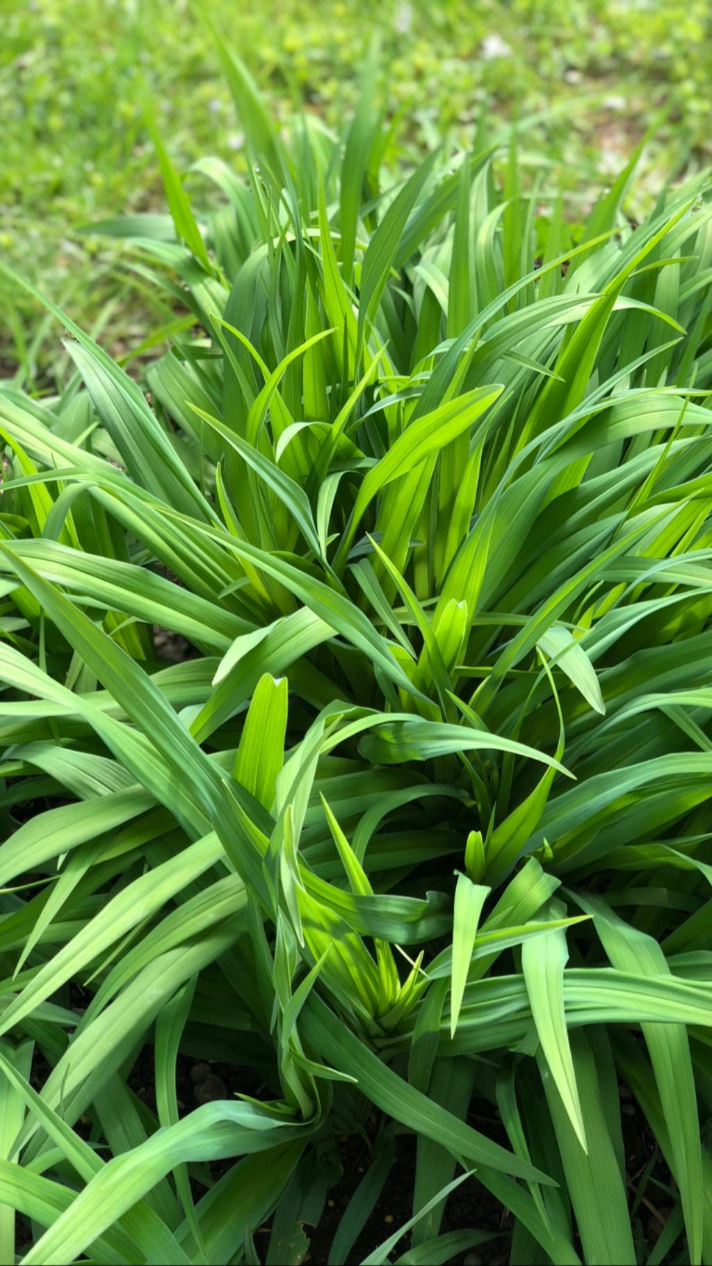 My Garden - March 2019 - image 2 - student project