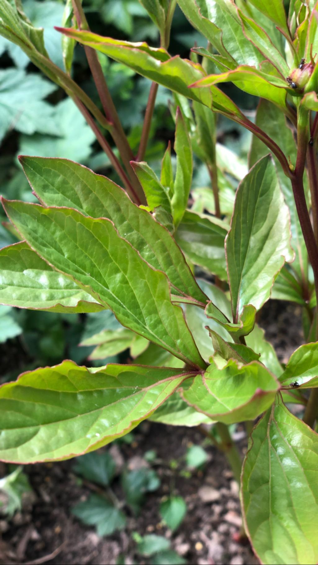 My Garden - March 2019 - image 1 - student project