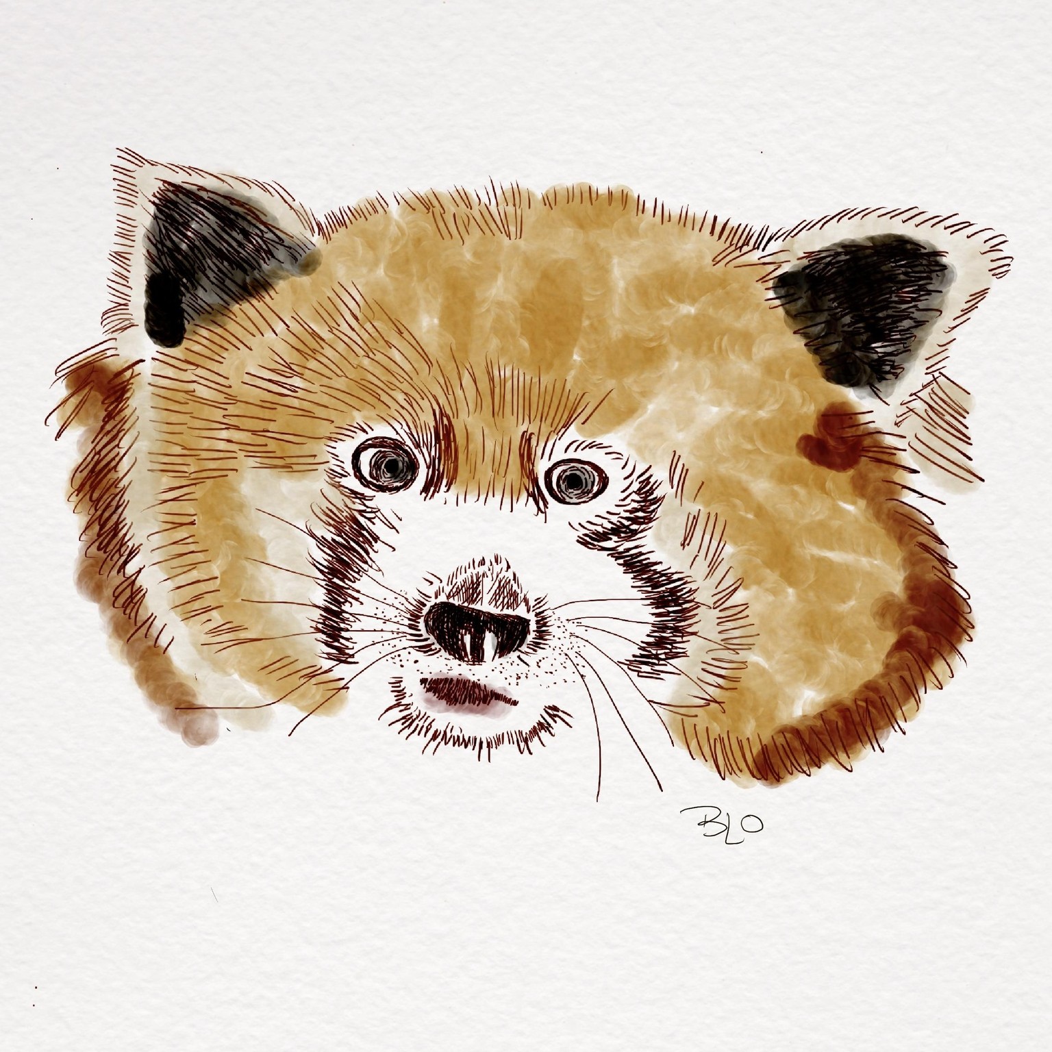 Red Panda - image 1 - student project