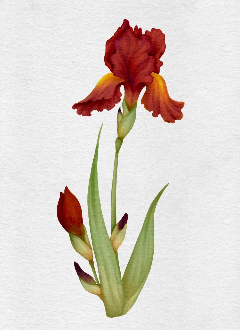 Iris - image 1 - student project