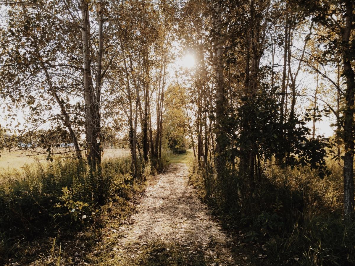Adventures Back Home - image 2 - student project