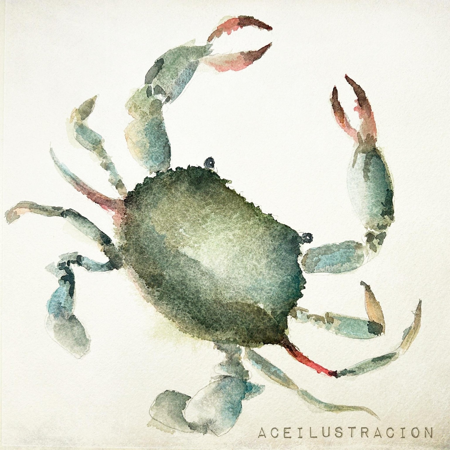 Blue Claw Crab - image 2 - student project