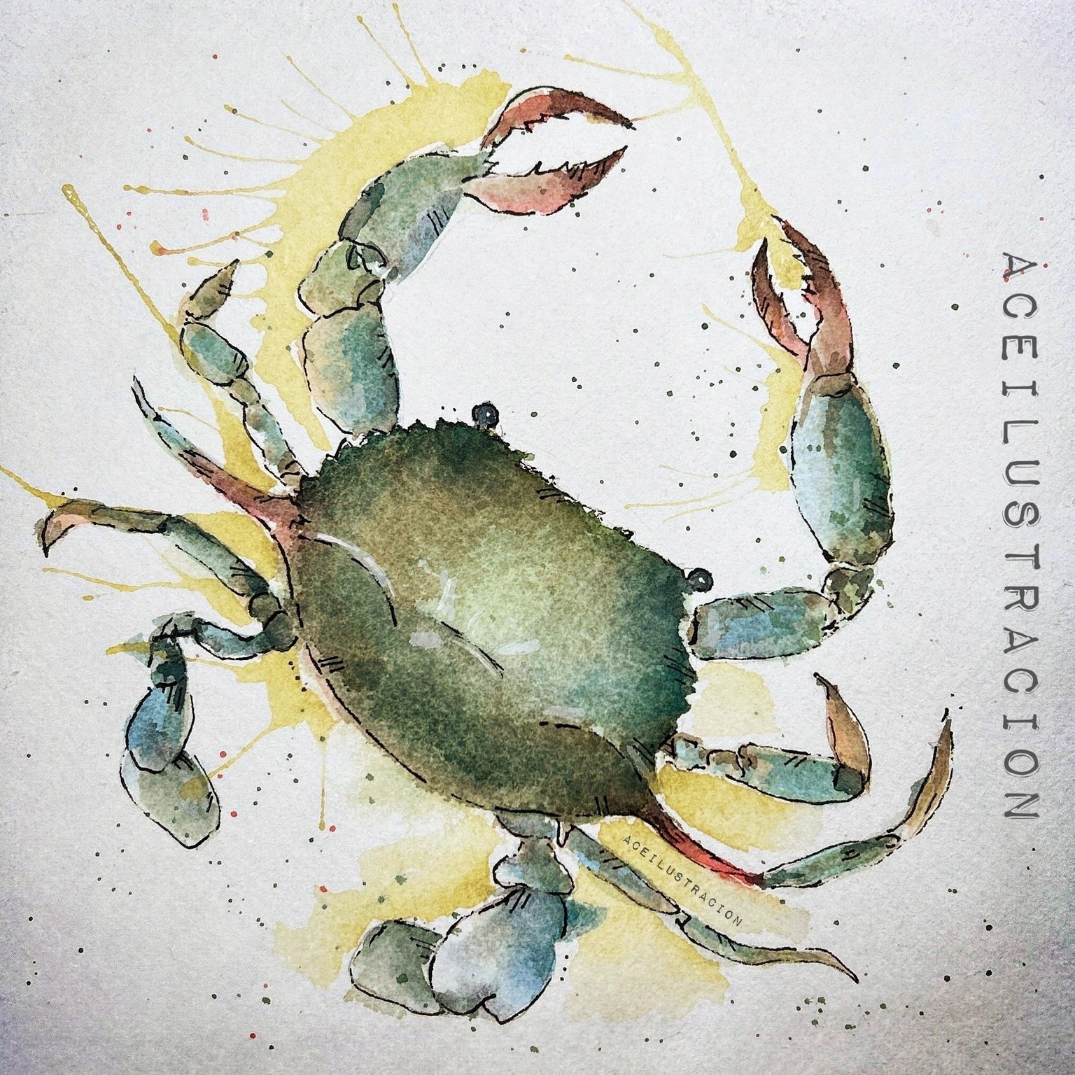 Blue Claw Crab - image 1 - student project