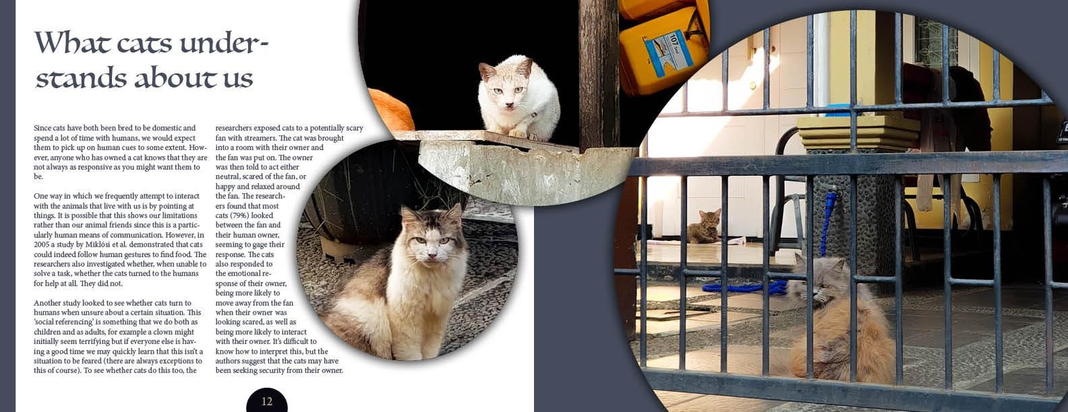 Cats in our neighbourhood - image 6 - student project