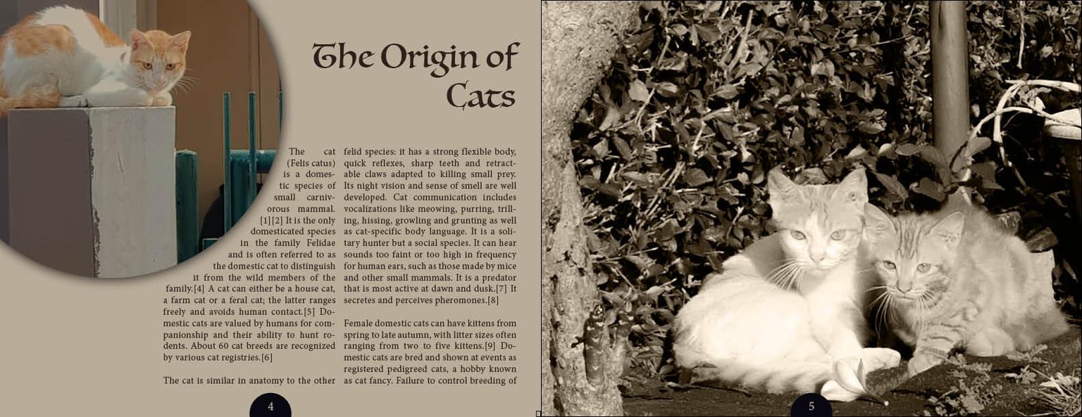 Cats in our neighbourhood - image 2 - student project