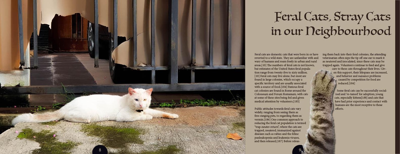Cats in our neighbourhood - image 4 - student project
