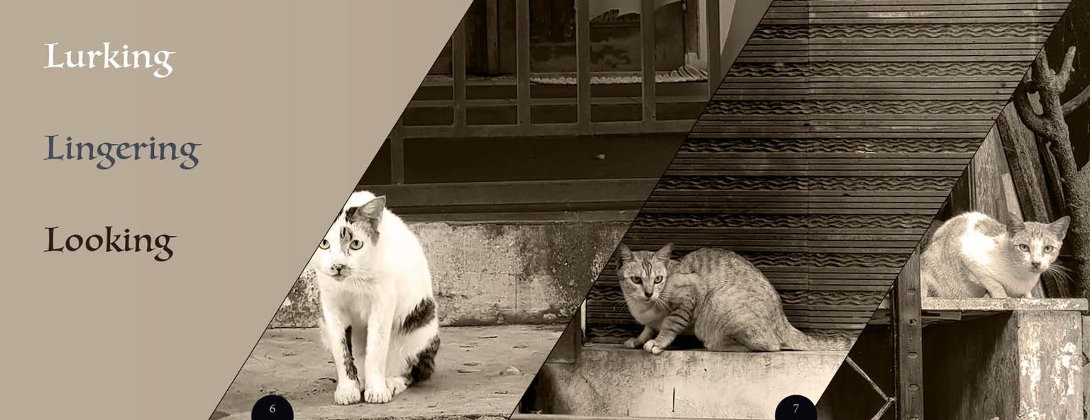 Cats in our neighbourhood - image 3 - student project