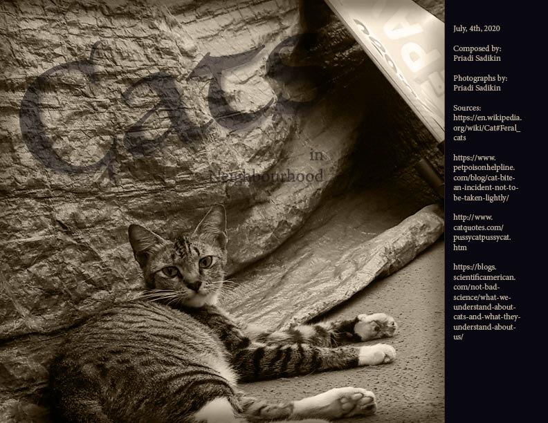 Cats in our neighbourhood - image 10 - student project