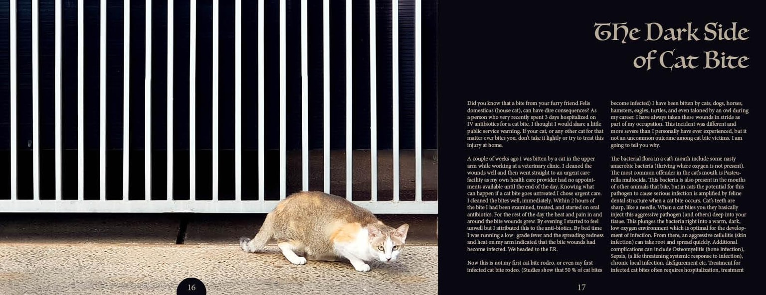 Cats in our neighbourhood - image 8 - student project
