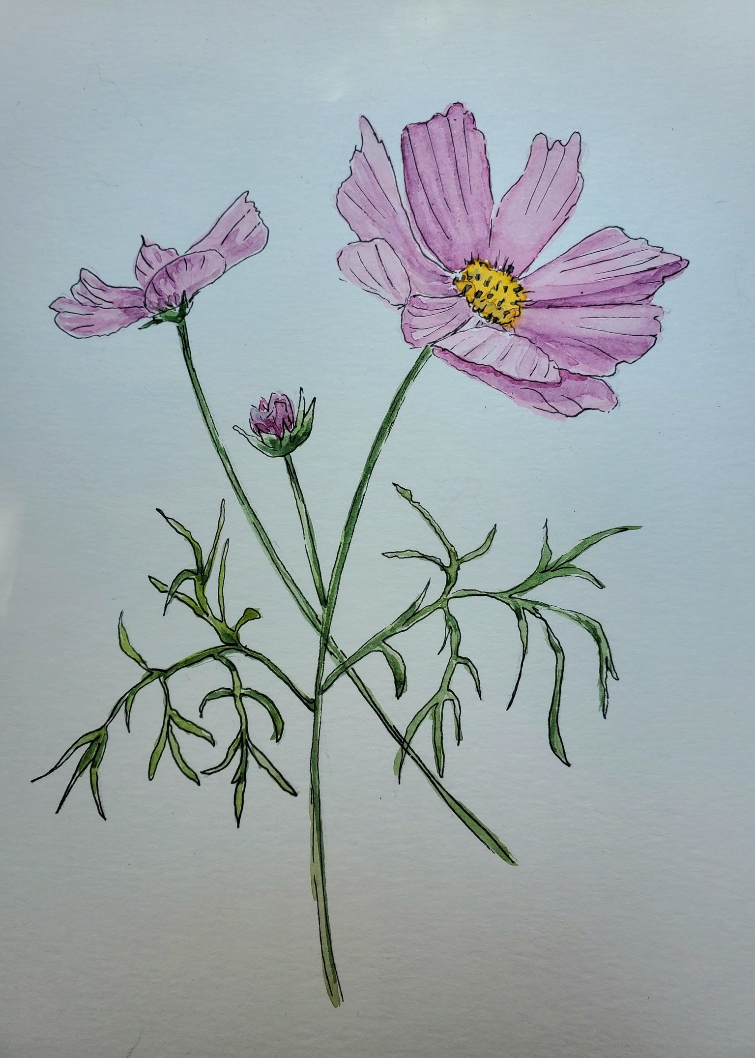 Cosmos à  l'encre et l'aquarelle - image 1 - student project