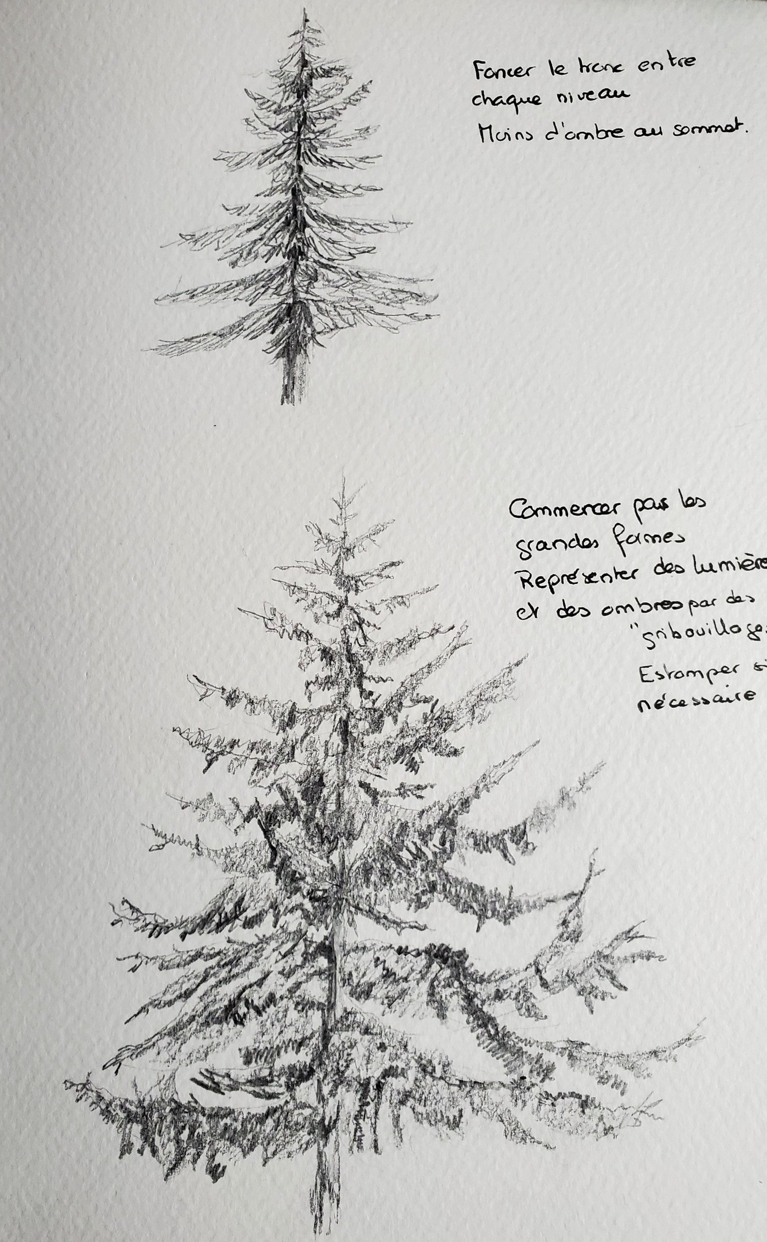 Pine trees - image 1 - student project