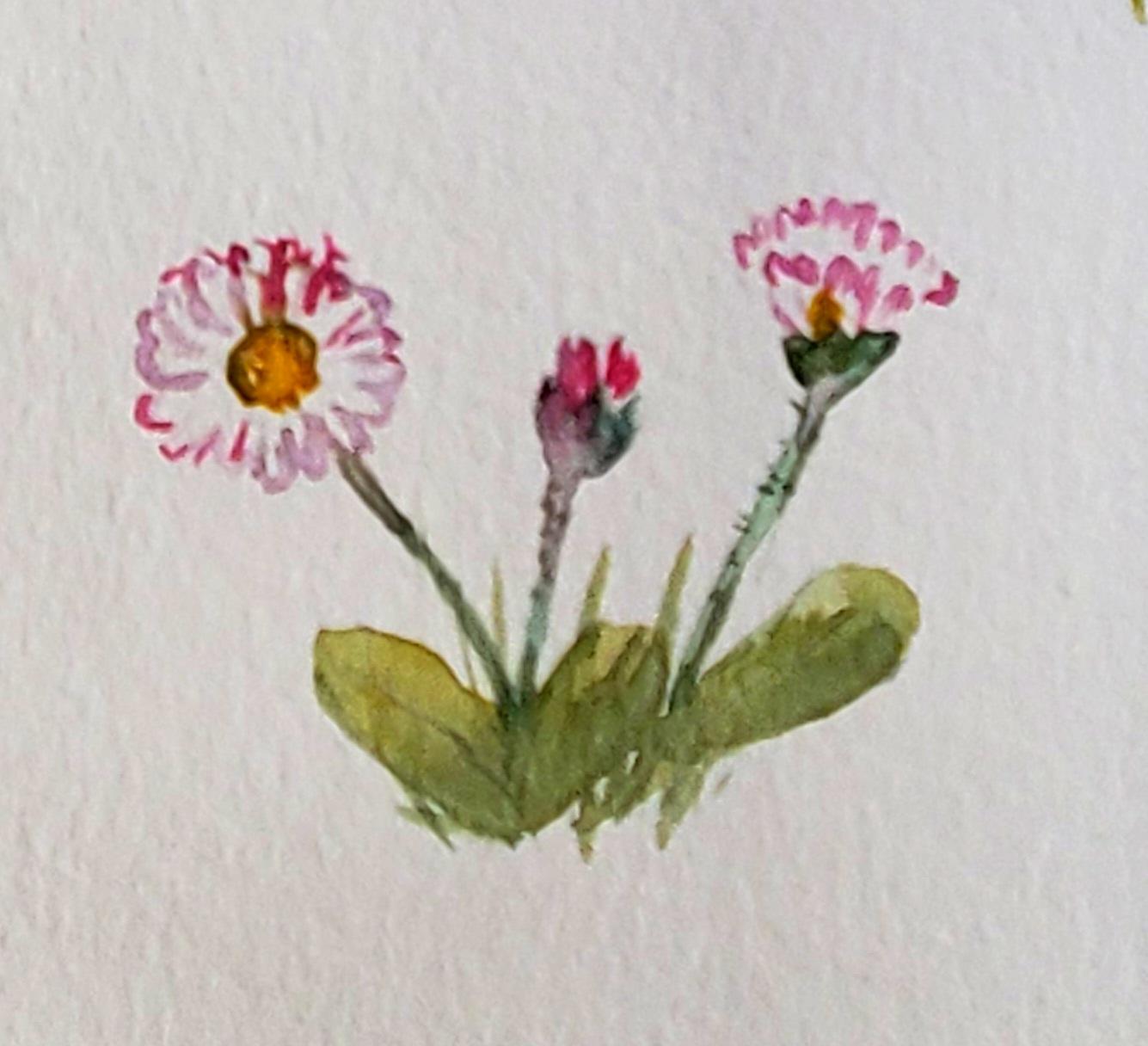 Wild flowers - image 1 - student project
