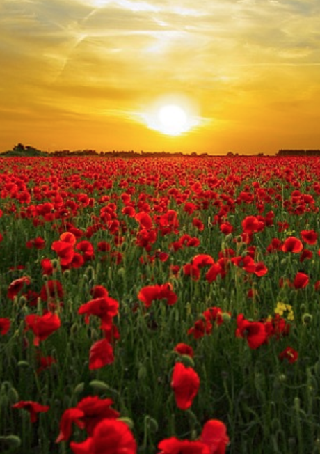 Sunset Poppies - image 2 - student project