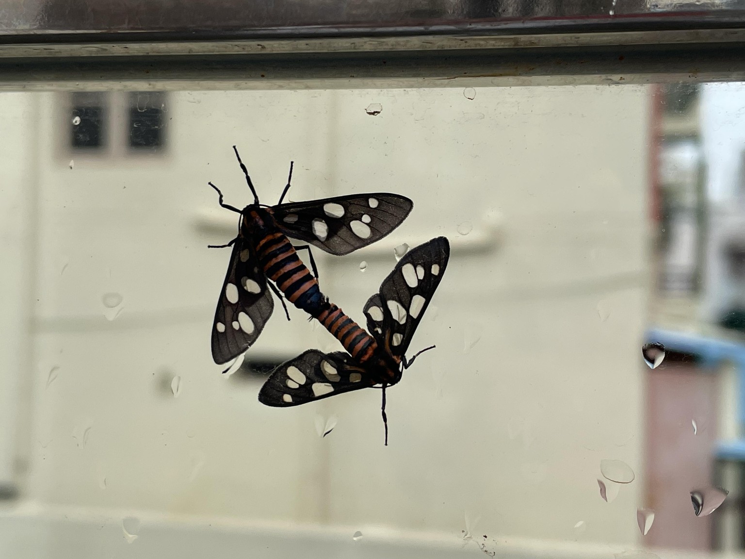 Love in air - image 1 - student project