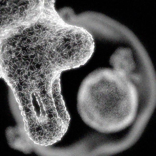 Microcosm - image 2 - student project
